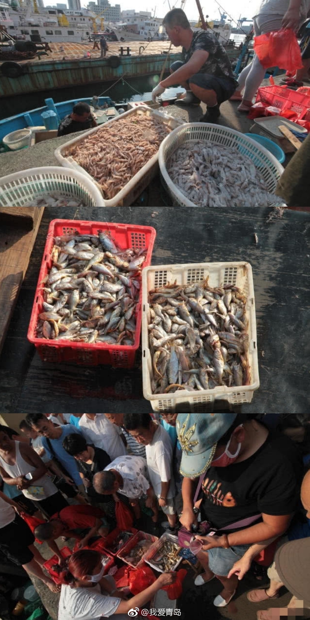开海首日青岛一渔船捞200斤海鲜,上岸就被抢光