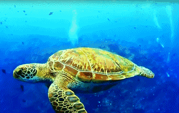 369_233gif 动态图 动图