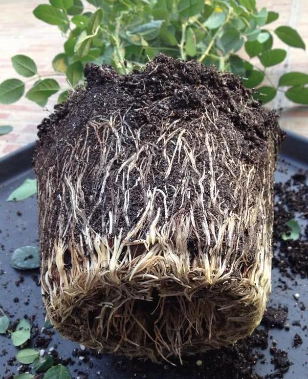 看到这爆盆的月季根系,你有甚么设法吗?