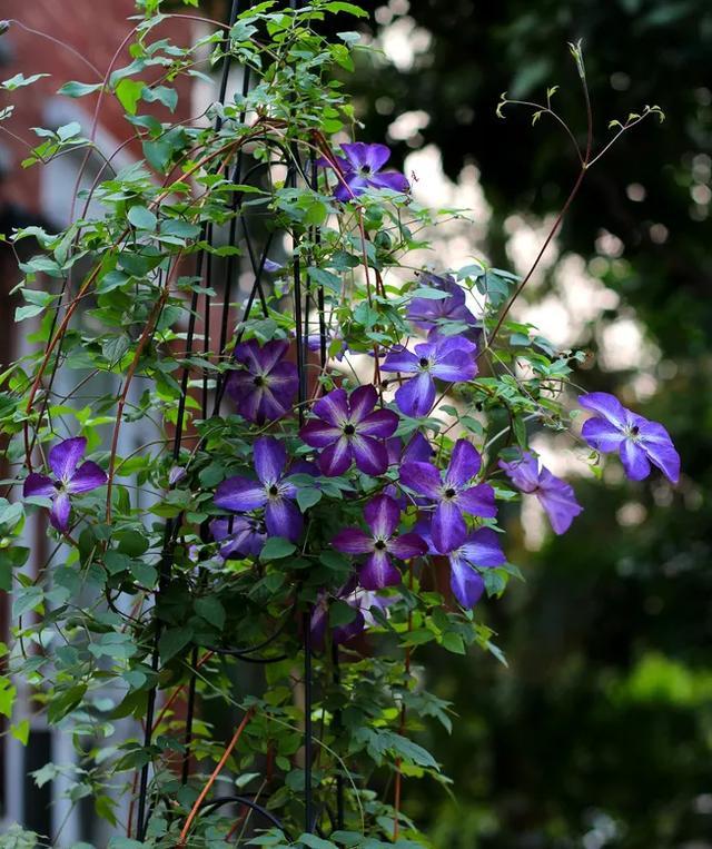这几种爬墙花,家里要是有一棵,就是一片小花园!