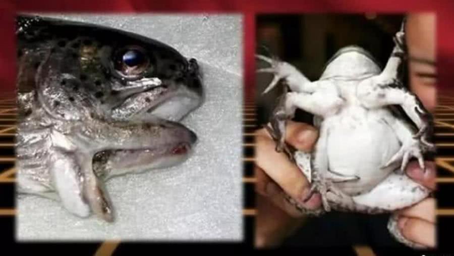 青蛙八条腿鱼有两张嘴核辐射之后海里的食物长成了这样