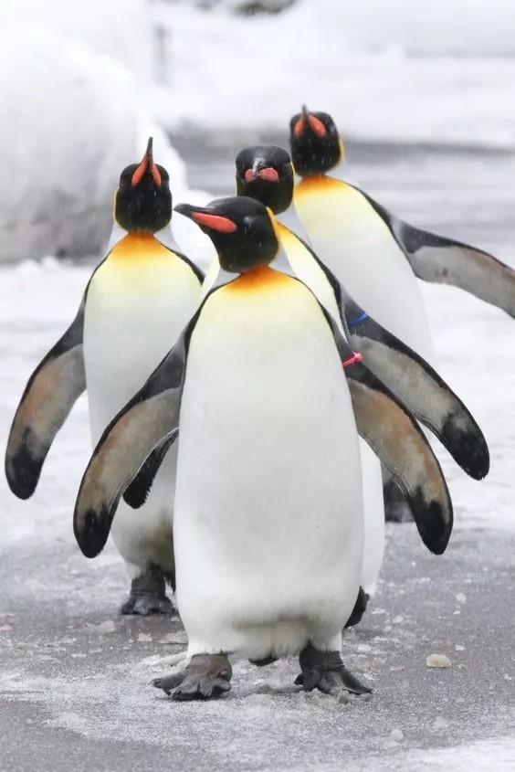 可爱动物家庭照好有爱啊