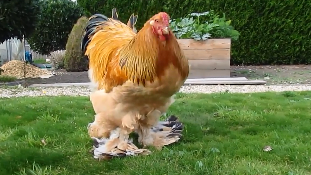 美国一种体重17斤,体型和小孩子差不多大的鸡,堪称鸡中巨无霸