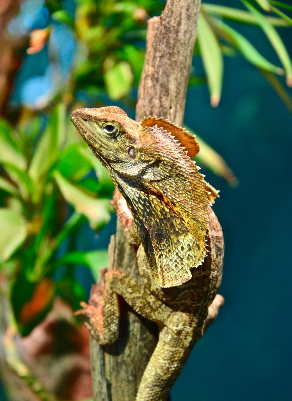 傲娇的蜥蜴变色龙,为啥好多人不喜欢它们呢?