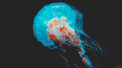 耗资3千万,占地2千平的国内最大水母馆终于来了!