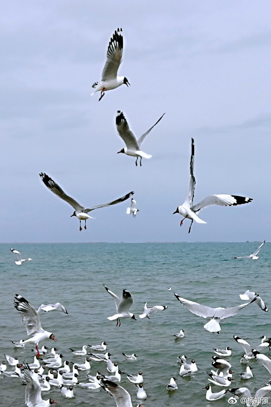 小时候就知道,大海中有海鸥。近闻_新浪新闻