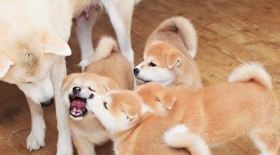 发祥地秋田县新开秋田犬零距离接触设施带动旅游