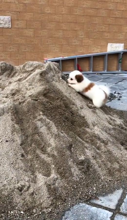 狗狗被门口沙堆吸引,兴奋到当起滑梯,模样搞笑成功逗乐主人