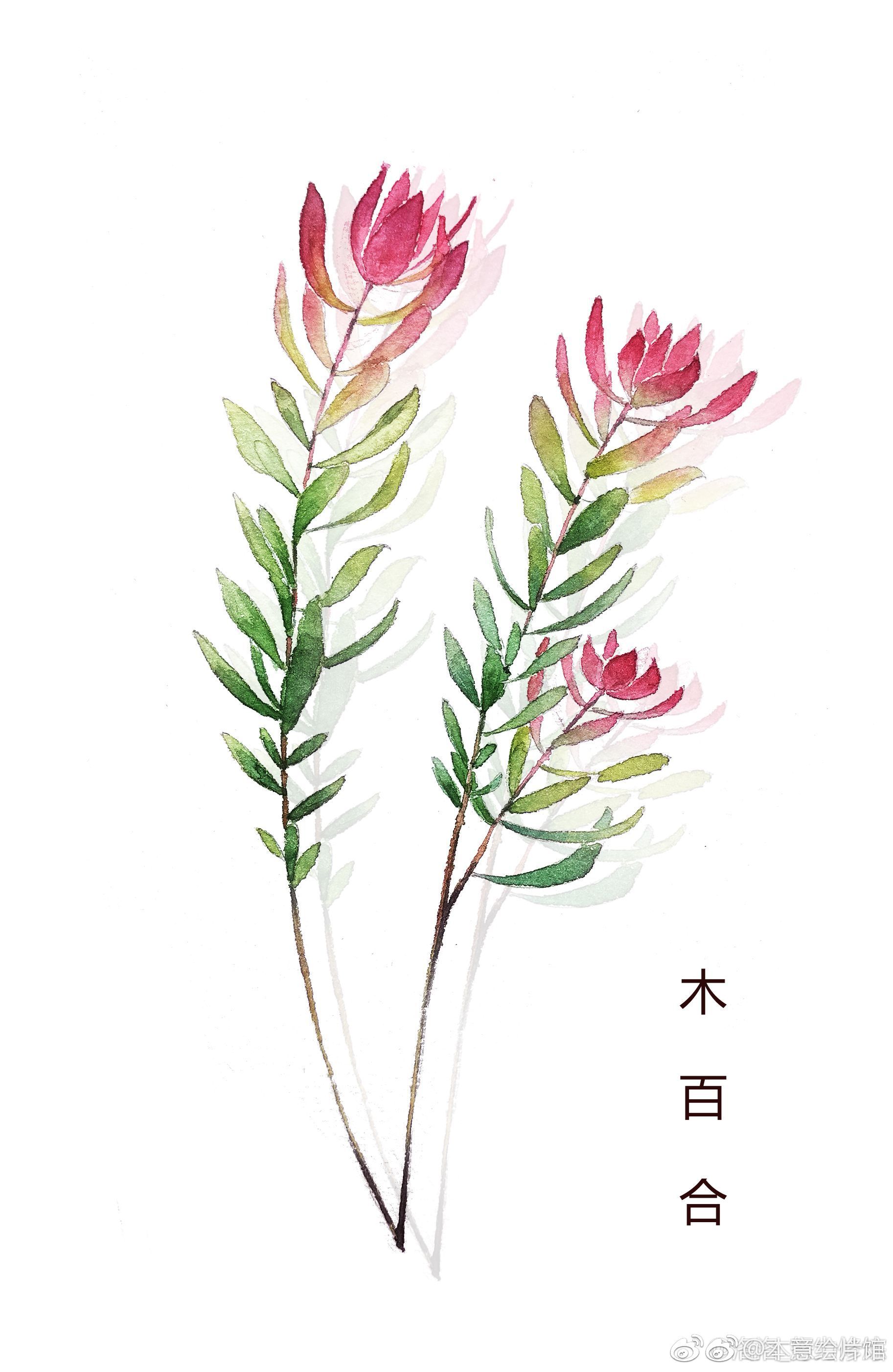 小清新水彩花卉一组绘画