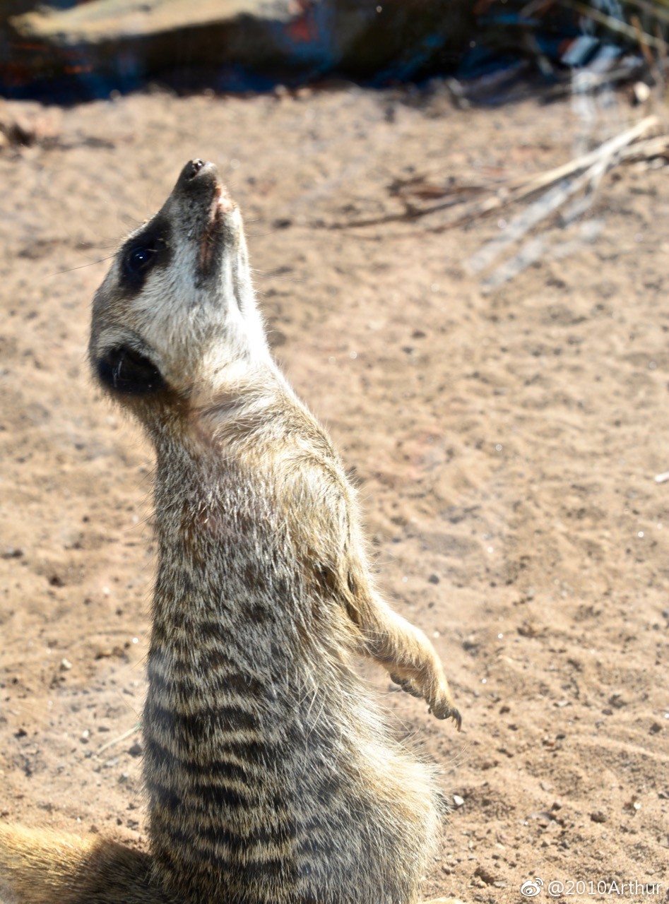 可爱的狐獴,狮子王里的丁满,这专注的样子也太萌了吧.