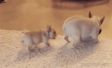 390_238gif 动态图 动图