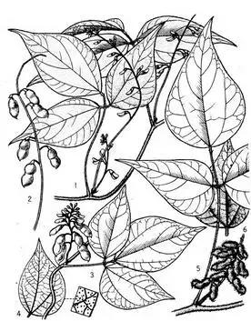 和现代一样吃大米为主吗|大米|炒栗子|野蒜_新浪新闻