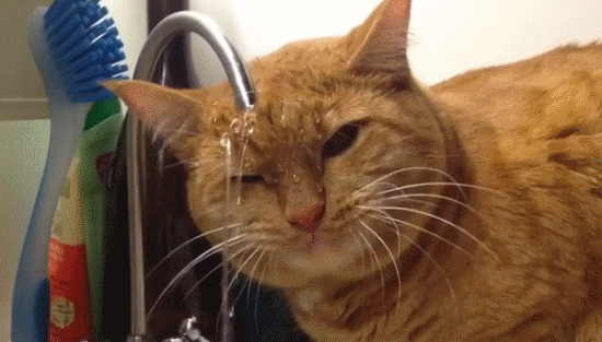 你知道你家的猫主子整天在想啥吗