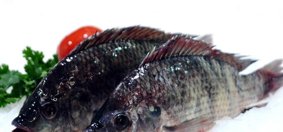 农村人不稀罕的淡水鱼,味道鲜美又少刺,口感好还只卖几块钱一斤