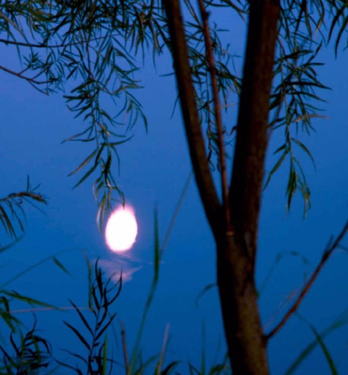 月朗朗,微风凉,闲步落浮叶