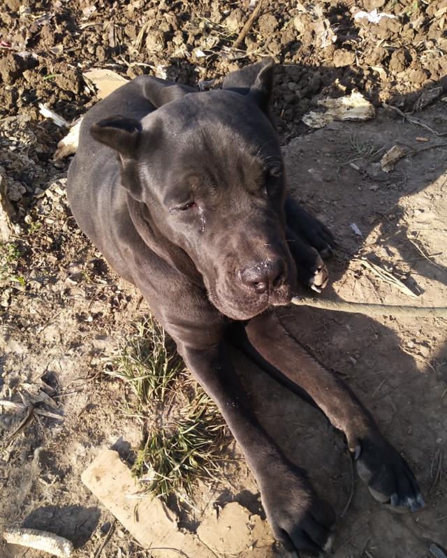 老天聊鱼(第七十一课)金鱼秘籍,说说金鱼的侧线