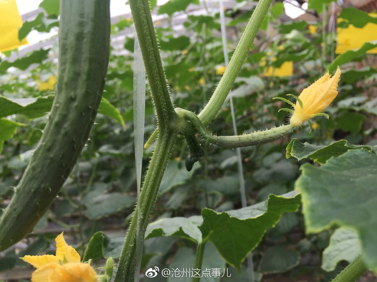 司马庄的蔬菜基地建于1997年是一家集有机特色蔬菜生产,加工,销售