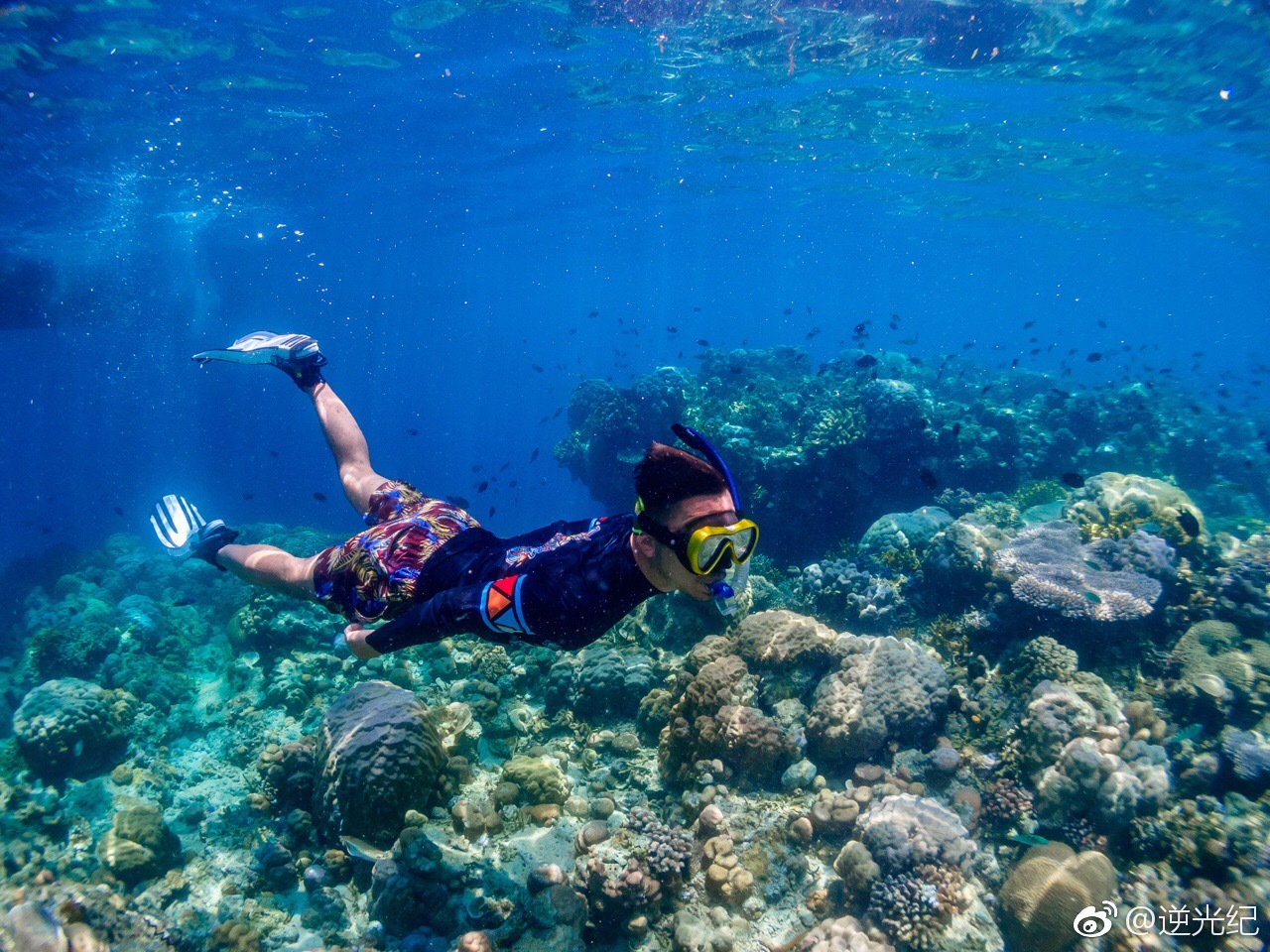 99美娜多布纳肯国家公园摄影:屈楷棠老师徒手潜水课程成果展示 67