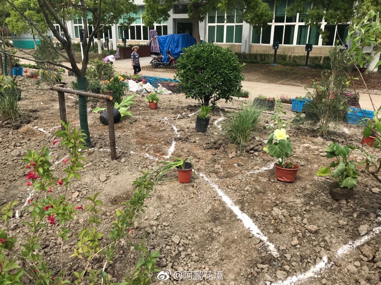 花境的放线要注意大小对比节奏变换我中有你你中有我