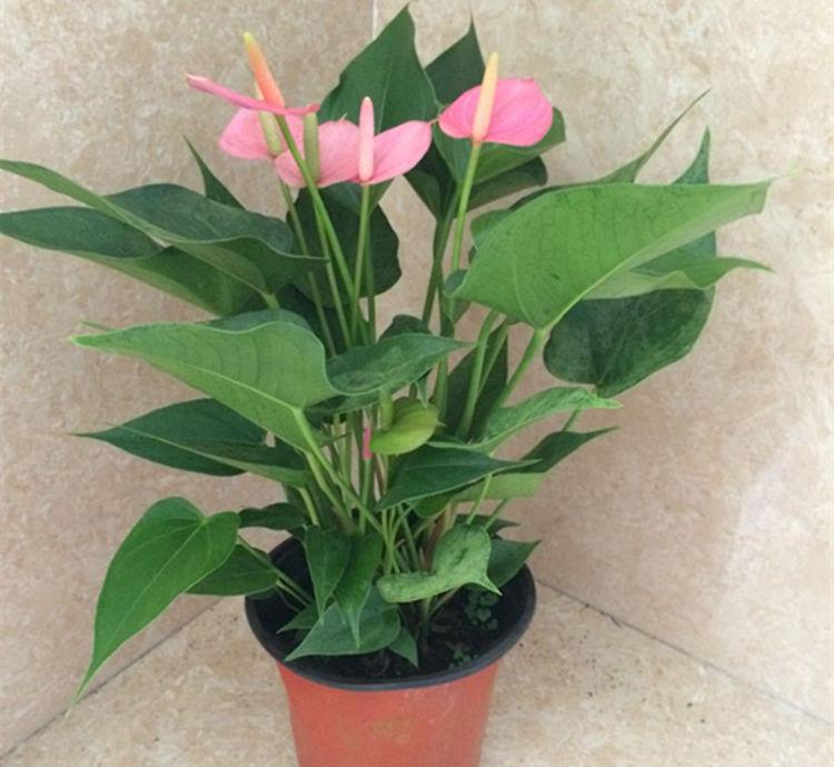 轻松就能爆盆,花开满屋飘香