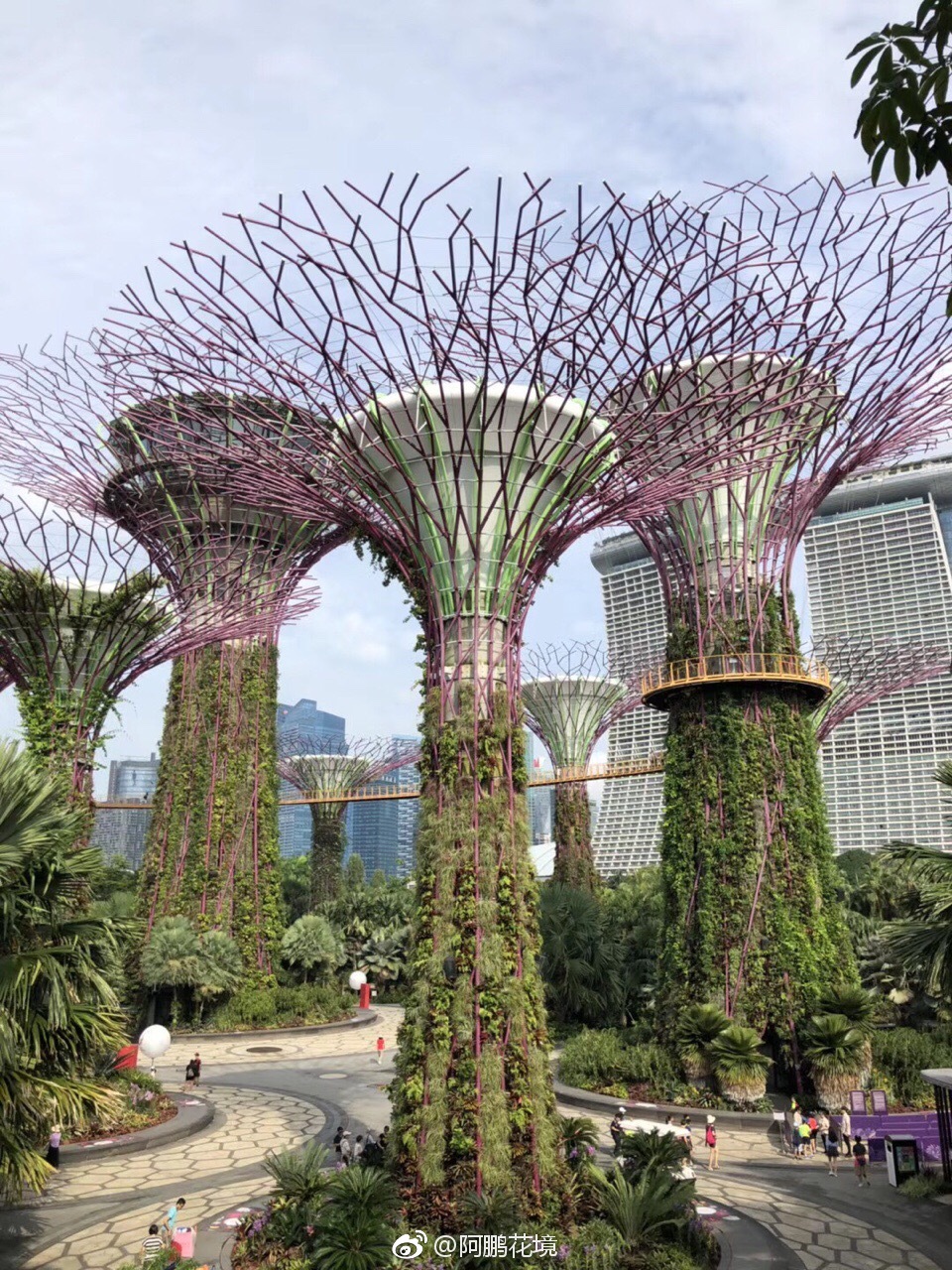 天空之树,新加坡