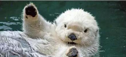 你知道水獭为什么喜欢做害羞捂脸萌萌的表情吗笑到怀疑人生