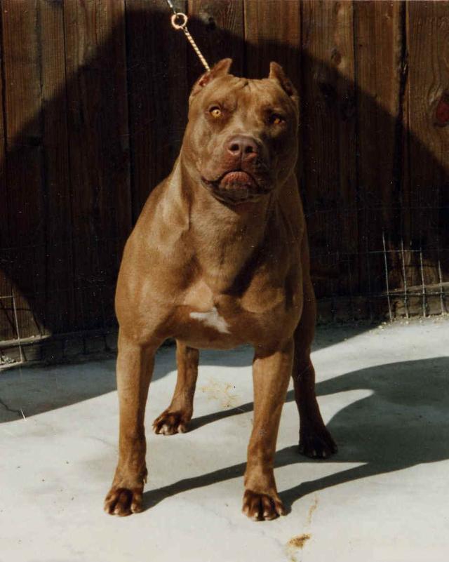 除了蜜獾就服比特犬,咬住水牛嘴巴死活不放,最后水牛的表情亮了