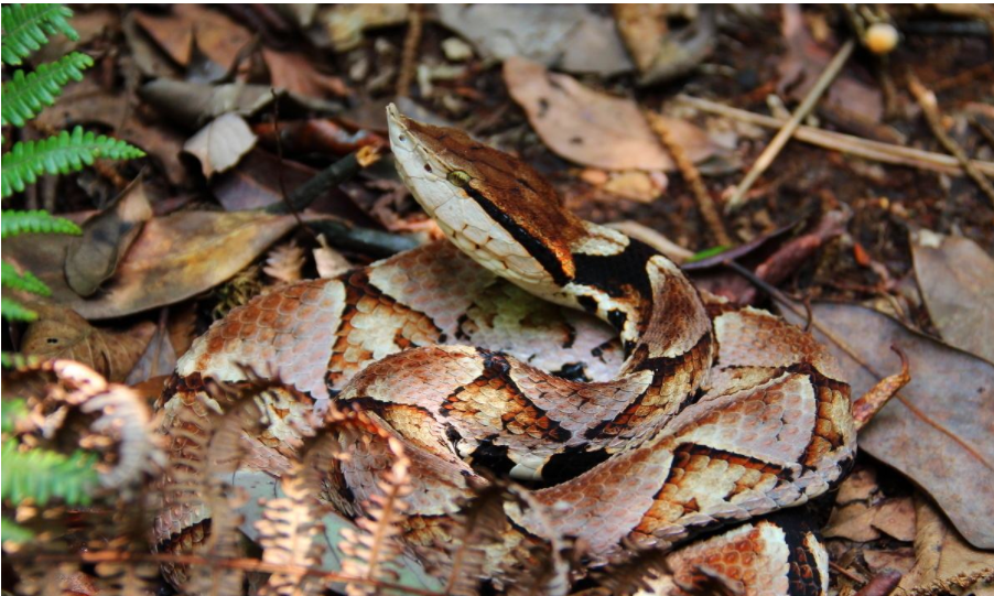 尖吻蝮毒性这么强为什么不在世界十大毒王之列
