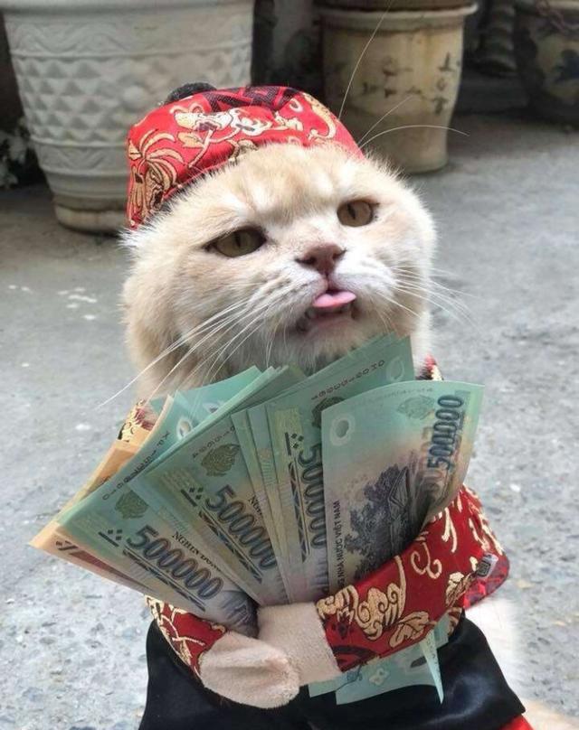 猫不要盯着我的钱看67