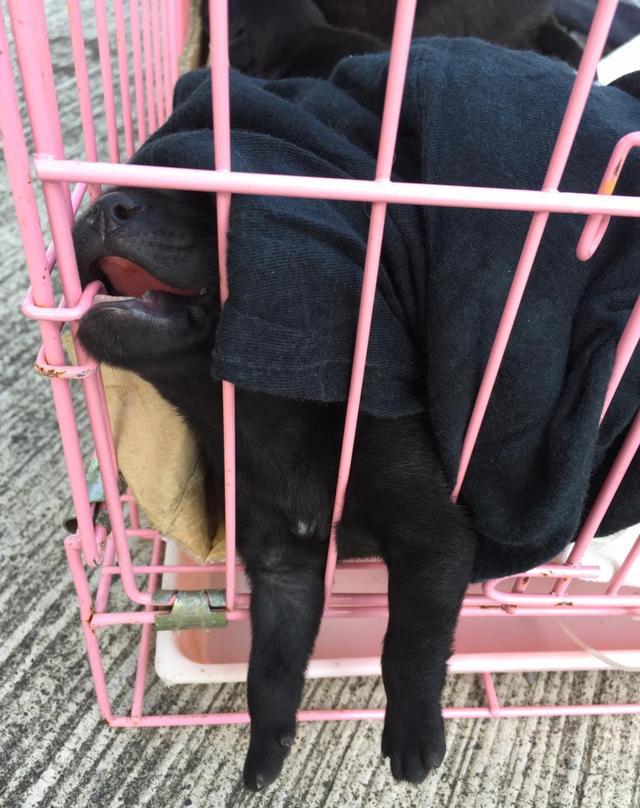 黑狗妈遭弃养生7宝宝,加油站站长下"禁喂令"只剩3只在呼吸
