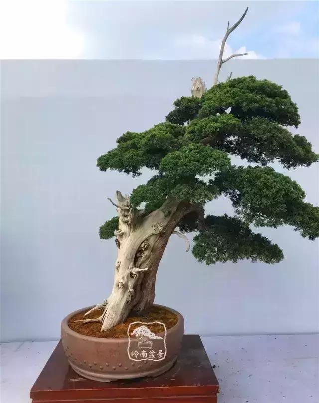 柏树盆景精品欣赏吴风越韵一首首生命的交响乐章