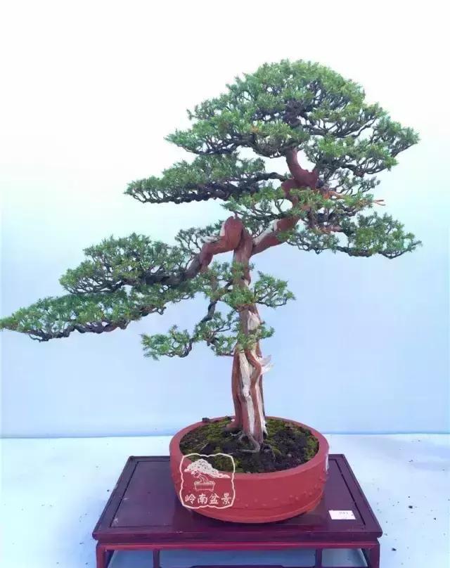 作者:王如生 真柏▲ 《古柏峥嵘》 作者:席有山 真柏▲《盘虬卧龙》