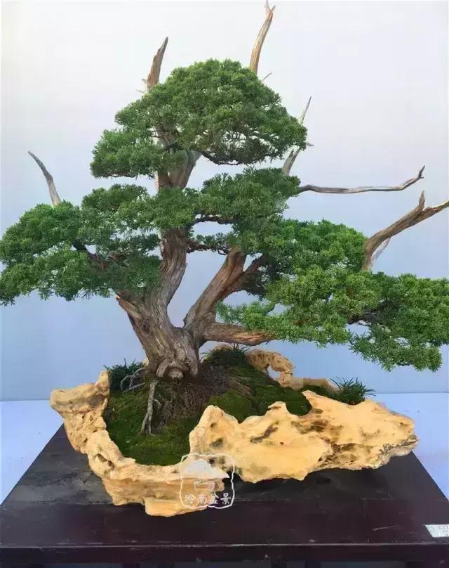 柏树盆景精品欣赏吴风越韵一首首生命的交响乐章