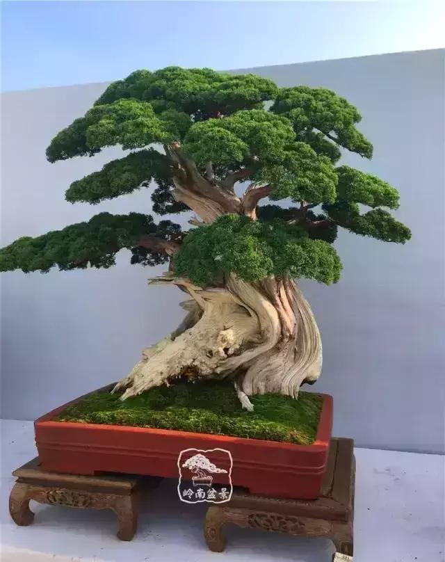 柏树盆景精品欣赏吴风越韵一首首生命的交响乐章