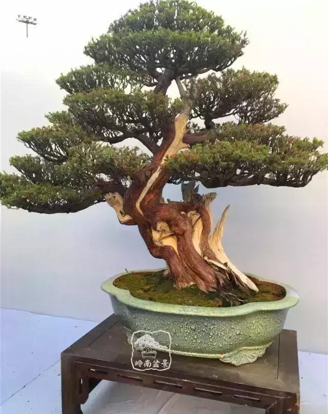 柏树盆景精品欣赏吴风越韵一首首生命的交响乐章