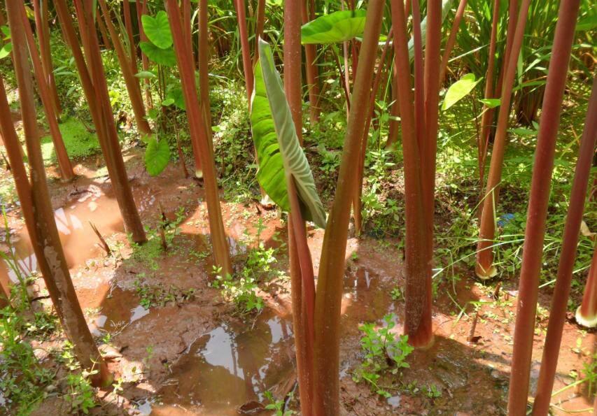 这种菜一开始喂猪都不吃的, 现在人人都爱吃|芋荷|芋苗|茎秆_新浪网
