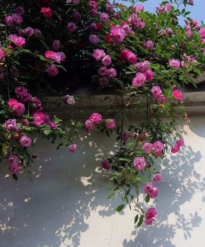 袅袅淡香扑面来无限温情梦中驻