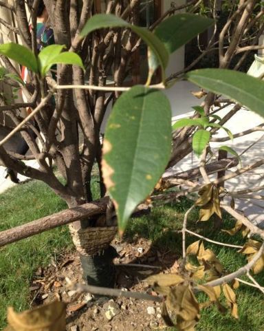 桂花枝条干枯怎么办找准原因才能解决