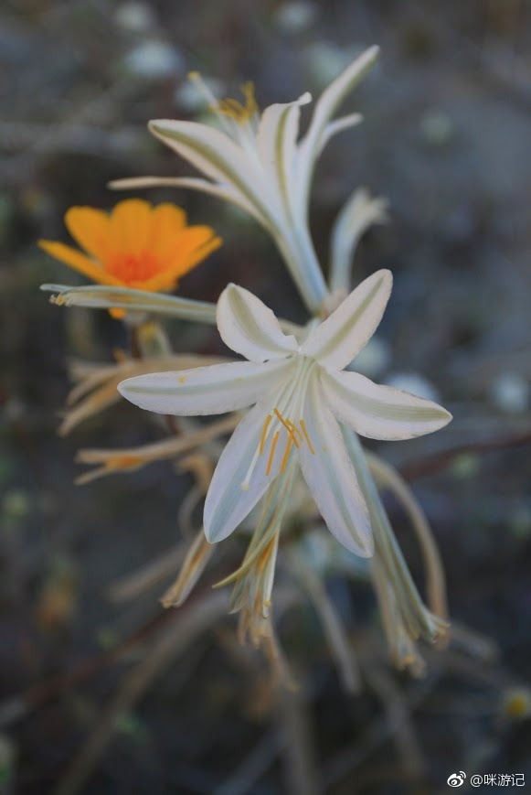 人人都喜欢大片的野花,沐浴在春天里 然而,这样成片的野花
