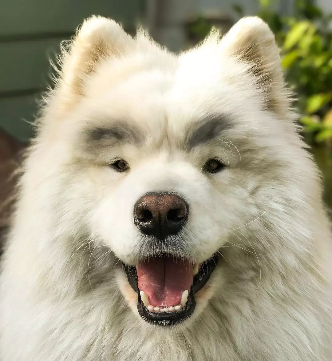 萨摩耶只需一笑,便倾国倾城,"糟糕,是心动的感觉"