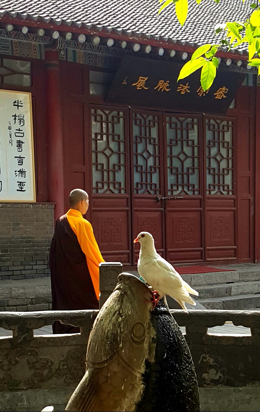 西安大興善寺的鴿子_新浪看點