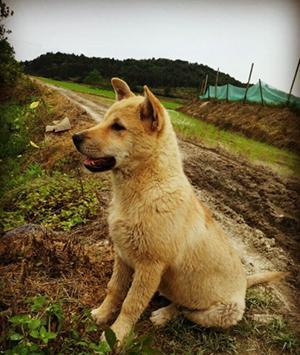 纪念那只叫"憨子"的土狗, 希望在另一个世界你可以被温柔对待