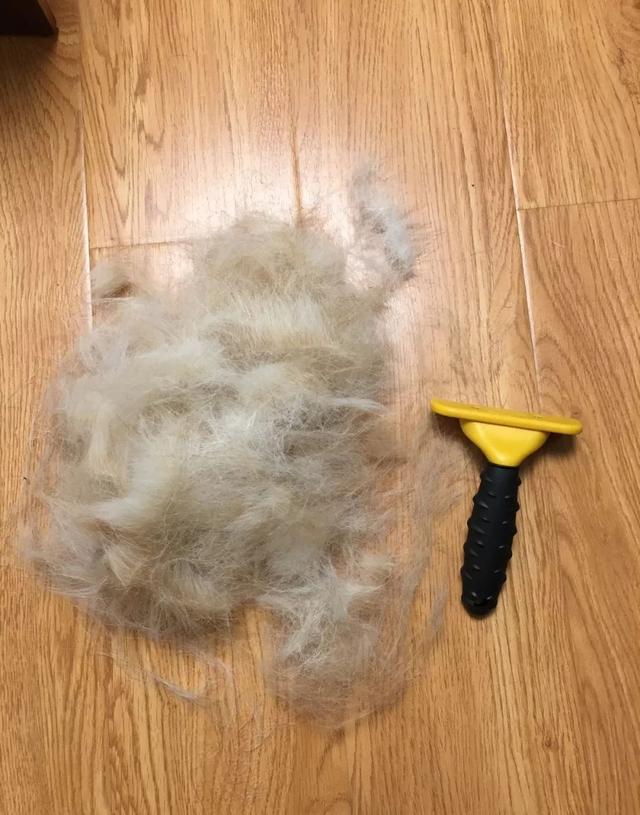 又到了掉毛的季节,家里一团一团的狗毛可以织毛衣了!