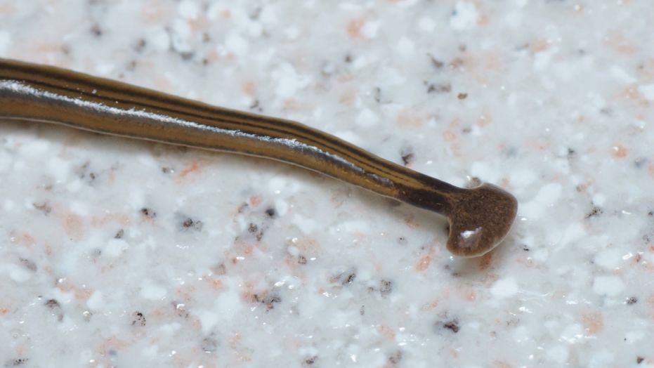 巨大的18英寸锤头蠕虫正在入侵法国