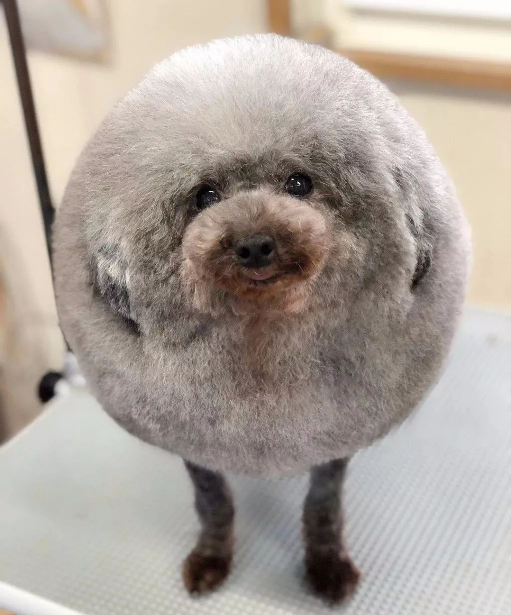 泰迪|狗狗|造型_新浪新闻