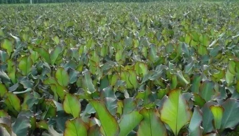 农民不种砂糖橘改种它,亩产量3000斤,收购价每