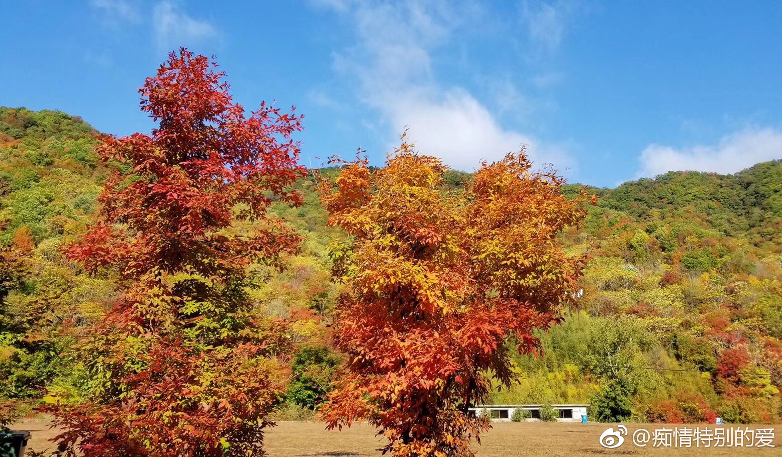 辽宁本溪枫叶红了!