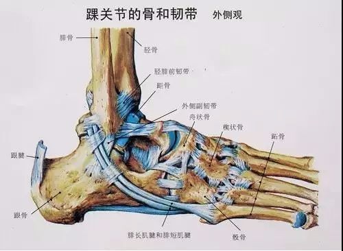 关节之一,由胫骨下关节面,胫腓骨内外踝关节面与距骨滑车关节面构成
