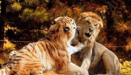 东北虎秒杀狮子视频, 老虎战斗技巧完爆狮子几条街