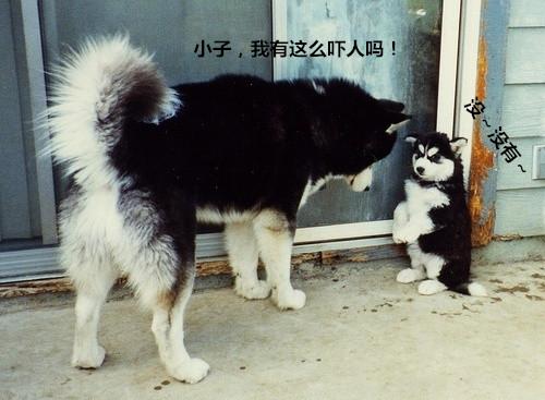 大黑猫"以大欺小"经常欺负小橘猫,一年后小橘猫竟然这样报复它